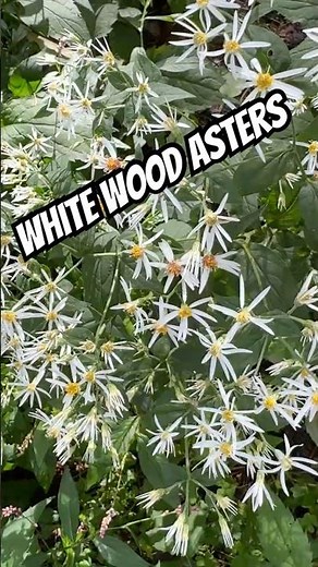 So many Wood Asters #Shorts