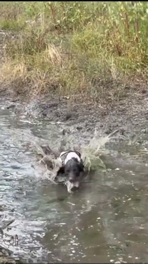 So you want a Springer puppy? 🐶 🤣