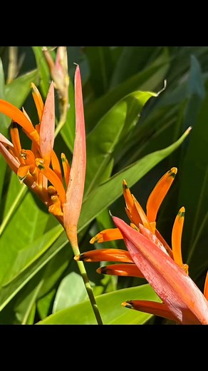 Ce matin, fleurs du jardin 🌸🌺🌸🌺🌸🌺🌸🌺 #Guadeloupe #fleurs #jardin #tropicalvibes #vacaciones #Holidays #vacances #soleil #antilles #caraïbes | Le Paradis de la Guadeloupe