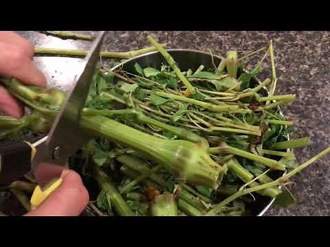 How to process Jewel weed for poison ivy (also called touch me not)