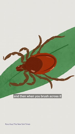 Do you know what to do during tick season? The New York Times editor Julia Calderone shares facts and tips about ticks. #ticks #tickseason Video by Karen Hanley and Ruru Kuo