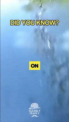 Did You Know: Some Lizards Can Walk on Water?