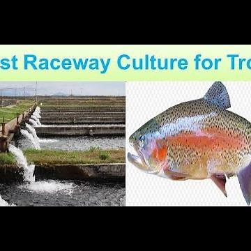 |Best Raceway Aquaculture System| Rainbow Trout Raceway System|