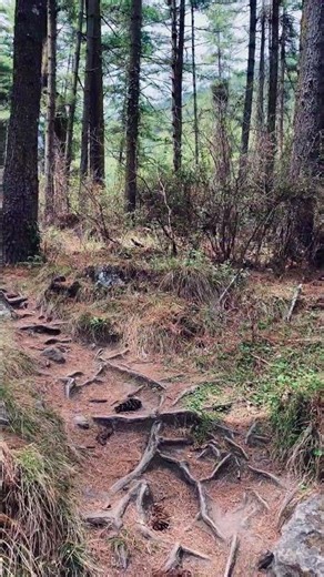Blue Pine Forest of Bhutan 🌲 | Pure Peace & Nature 🇧🇹 #naturesounds #bhutannature