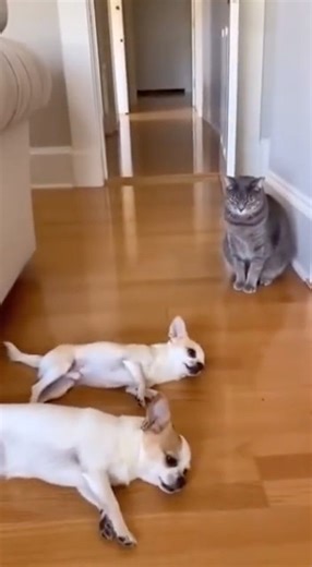 Two Chihuahuas Challenge a Cat… Both Instantly Regret It #funny #cat #funnycats #dog