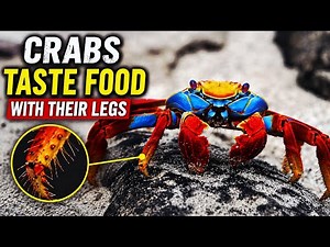 Amazing Crab Facts You Won’t Believe !