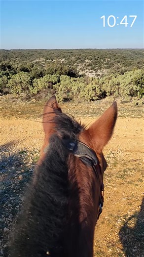 Vidéos de Écuries de la Java (@curies.de.la.java) avec As It Was - Harry Styles Cover - Aime Simone