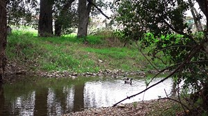 4K Video Sample Sony RX100 V