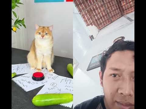 Why is my cat Nika so smart? #cat #cats