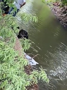 Le cadavre d'un homme repêché : une autopsie sera pratiquée ce dimanche Le cadavre d'un homme a été repêché dans une rivière à Pont Latanier, Sainte-Croix par des membres du Groupement d'Intervention de la Police Mauricienne (GIPM), ce samedi 1 mars dans la matinée. Selon une source policière, il s'agirait d'un SDF. Le corps a été transporté à la morgue et une autopsie sera pratiquée, ce dimanche 2 mars. L'enquête est supervisée par le Surintendant Bansoodeb et l'assistant Surintendant Seewoo. |