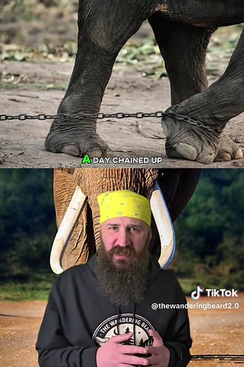 During a 1994 circus performance in Honolulu Hawaii, a 20 year old African Elephant named Tyke suddenly snapped and brutally attacked her trainer in front of a live audience. Moments later, Tyke broke through the arena exit and escaped where she proceeded to go on a 30 minute rampage throughout the streets of Honolulu. This is the true story. #true #scary #hawaii #elephant #attack
