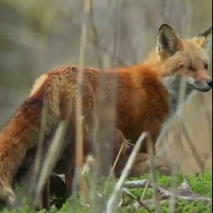 So cute! See how these young animals bond with their families in the marshes of Connecticut. Stream "Season of the Osprey" here: https://to.pbs.org/2ZolwHg [VID: Compilation raccoon, duck, bird, deer and fox families.] | Nature | PBS