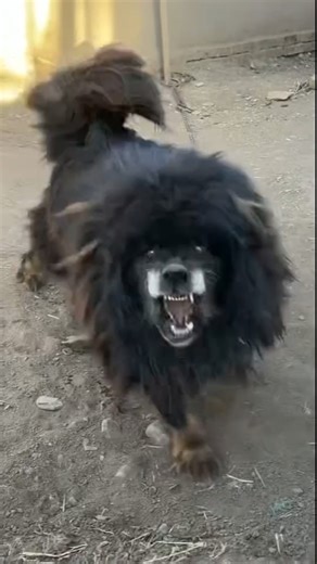 "Tibetan Mastiff Spirit" barking sound #petsempire #cuteanimal #pets #barkingbliss #cutepuppy #cute