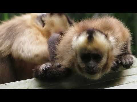Capuchin Monkeys grooming each other