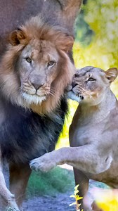 Take a walk on the wild side and reconnect with nature at Audubon Zoo. Explore unique natural habitats, experience Wild Encounters, and get lost in the wonder of it all.  | Audubon Zoo | Facebook