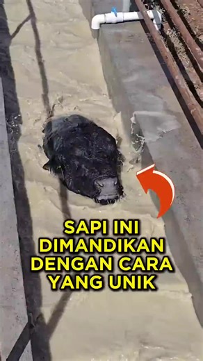 Sapi Berenang: Fakta Unik yang Menarik