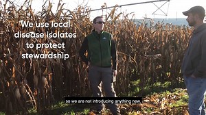 5.4K views · 27 reactions | In-season diseases can cause significant yield loss. So how are we developing corn hybrids that mitigate this? Join us on this week’s research ride along to uncover the secrets behind breeding disease-tolerant corn. | Pioneer Seeds | Facebook