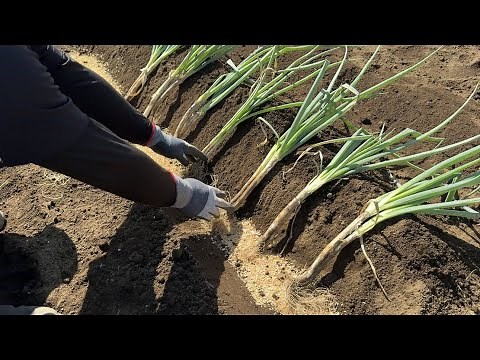 Cultivation method to increase the yield of green onions by 10 to 30 times (additional fertilizat...