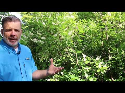 Sweet pepperbush (Clethra alnifolia) - Plant Identification