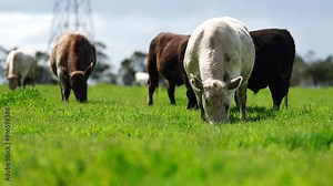 beautiful cattle in Australia eating grass, grazing on pasture. Herd of cows free range beef being regenerative raised on an agricultural farm. Sustainable farming