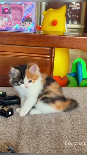 I adopted an adorable calico kitten.#cutecat #kitten