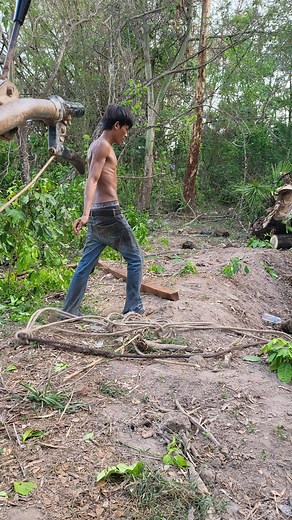 cutting big trees chainsaw, A safer way to fall a tree #borecutting #directionalfalling #chainsaw #powersaw | Creative Videos
