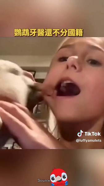Funny Parrot Pulls Out Tooth - Hilarious Video