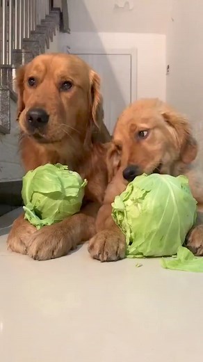 Beautiful 😅 | Golden retriever