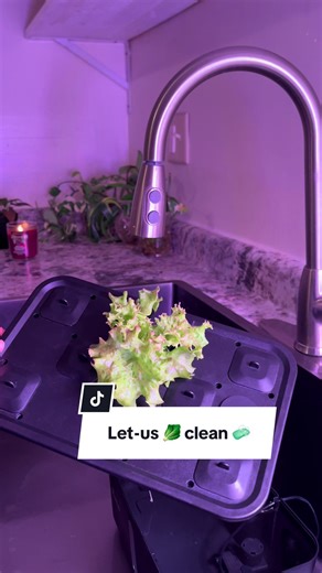 Biweekly Cleaning Tips for Hydroponic Gardens