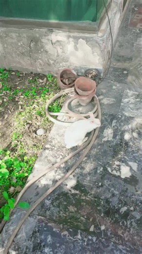 faisal (@faisaljavaidsethi)’s videos with Soft Morning Breeze Flowing Over a Lake Bathed in Gentle Sunlight - akanekotone