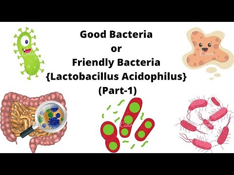 Good Bacteria or Friendly Bacteria (Lactobacillus Acidophilus) Part - 1