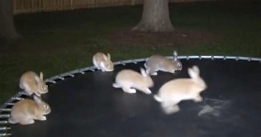 AI-generated video of rabbits on trampoline goes viral, fooling millions