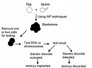 Info on embryos & embryo-screning advancements