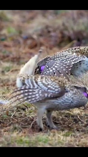 Pets Birds on TikTok