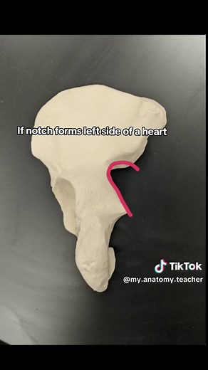 My Anatomy Teacher on TikTok