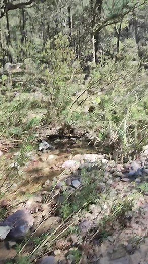 Pronto volveremos al rancho el #Trigoderuso | Ivan Alvarez