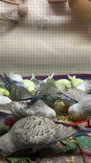 Day- 327 My Budgies Healthy Food Routine | Happy & Active Budgies #birdcare #birdbreeding #budgies