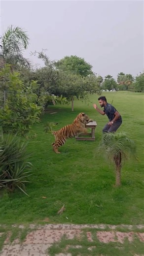 Series 71: Tiger dangerous jump on me sad moment ￼🥲🐯