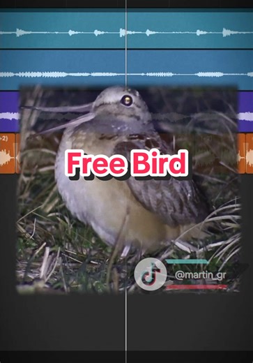 Free Meep Bird Remix: A Mashup Experience