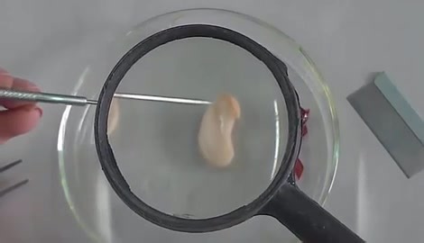 【实验教学参考】观察菜豆种子的结构