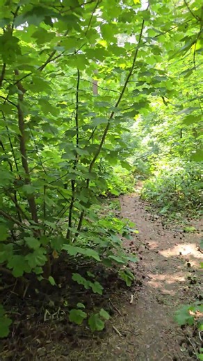 Woodland Walk in the Heatwave 🌿☀️