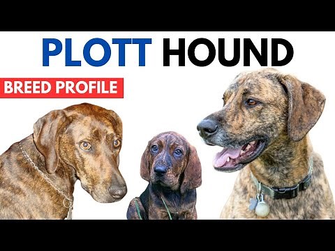 Plott Hound Bulldog Breed Profile History - Price - Traits - Plott Hound Grooming Needs - Lifespan
