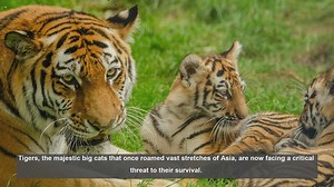 10 Top Organizations Fighting for Tiger Conservation