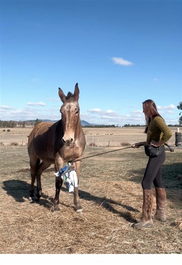 Mule Training: Patience and Effort Required