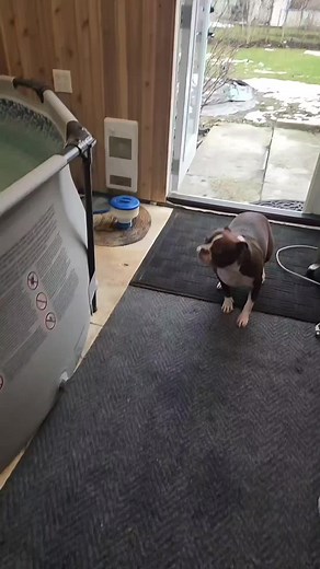 Fun Friday Flashback with Thor the Boston Terrier Swimming