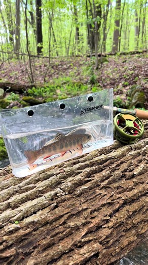Appreciating Pennsylvania's Native Brook Trout