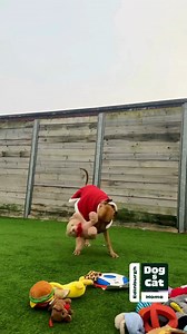 1.7K reactions · 97 shares | Christmas magic is in the air at Edinburgh Dog and Cat Home! Watch as our furry friends pick their own toys, cosy up with warm blankets, and wait for Santa’s arrival. This year, we’ve cared for over 400 dogs and cats - and it’s all thanks to your kindness.  Help us spread a little joy this Christmas. Support our Winter Appeal today and make tails wag brighter this holiday season: https://bit.ly/3SFXPDP ✨ | Edinburgh Dog and Cat Home | Facebook