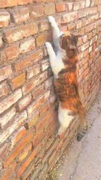 Secret Agent Cat on a Mission 🕵️‍♂️🐱