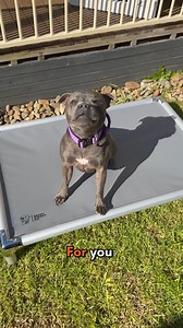 Hey Staffy & Bully Parents: Let's Talk Beds We always get asked Which bed should I get for my dog? So let's break it down. Chew-Proof Outdoor Bed: Loves to sunbake but destroys everything? This one's for you. Use inside too. 12-Month Replacement Guarantee. Orthopedic Memory Foam: So comfortable you'll want it for yourself. Perfect for senior dogs, joint issues, or any Staffy/Bully who needs extra support. Calming Day Bed: Cosy. Great for daytime naps. Easy to move around the house or even the ca