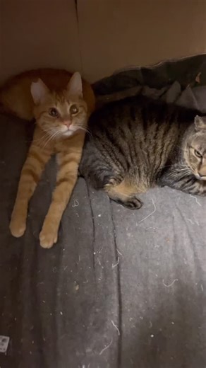 @まねきねこ on Instagram: "まねきねこの日常🐈 保護猫ガオンとジジが寝ているところに ハナがやってきました😺 ガオンはみんなに優しくて、いつもみんなの毛づくろいをしてくれます😃 今日は私が行くと、ジジを舐めてくれていました が、ハナがやってきて、私もってアピールがすごくて 激しくガオンを横取りしてしまいました ジジの少しめんどくさそうな顔😃笑 最近はハナが元気いっぱいでかまってアピールがすごくて…ガオンに積極的に…💦 映画のワンシーンのような…😓 みんな仲良くしています 平和な日常です😃 いつも応援してくださっている皆様 本当にありがとうございます‼︎ #保護猫を家族に #保護猫と暮らす #猫スタグラム #猫好きな人と繋がりたい"